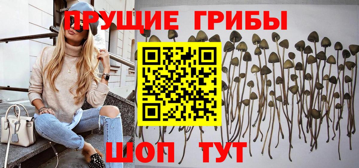 Галлюциногенные грибы Psilocybe Коммунар